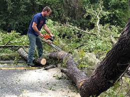 Best Hedge Trimming  in Littlestown, PA