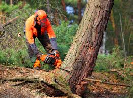 Best Tree Maintenance Programs  in Littlestown, PA