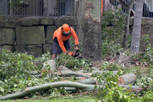 How Our Tree Care Process Works  in  Littlestown, PA